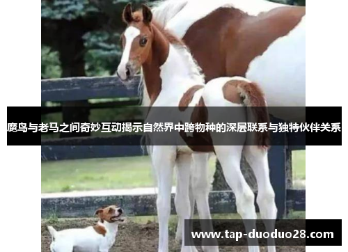 魔鸟与老马之间奇妙互动揭示自然界中跨物种的深层联系与独特伙伴关系 魔鸟与老马之间奇妙互动揭示自然界中跨物种的深层联系与独特伙伴关系